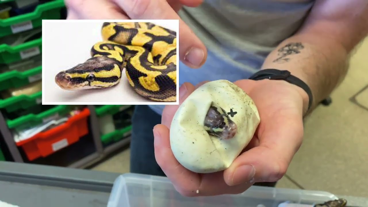 Doris’ Eggs are Hatching! - Breeding Project 2022