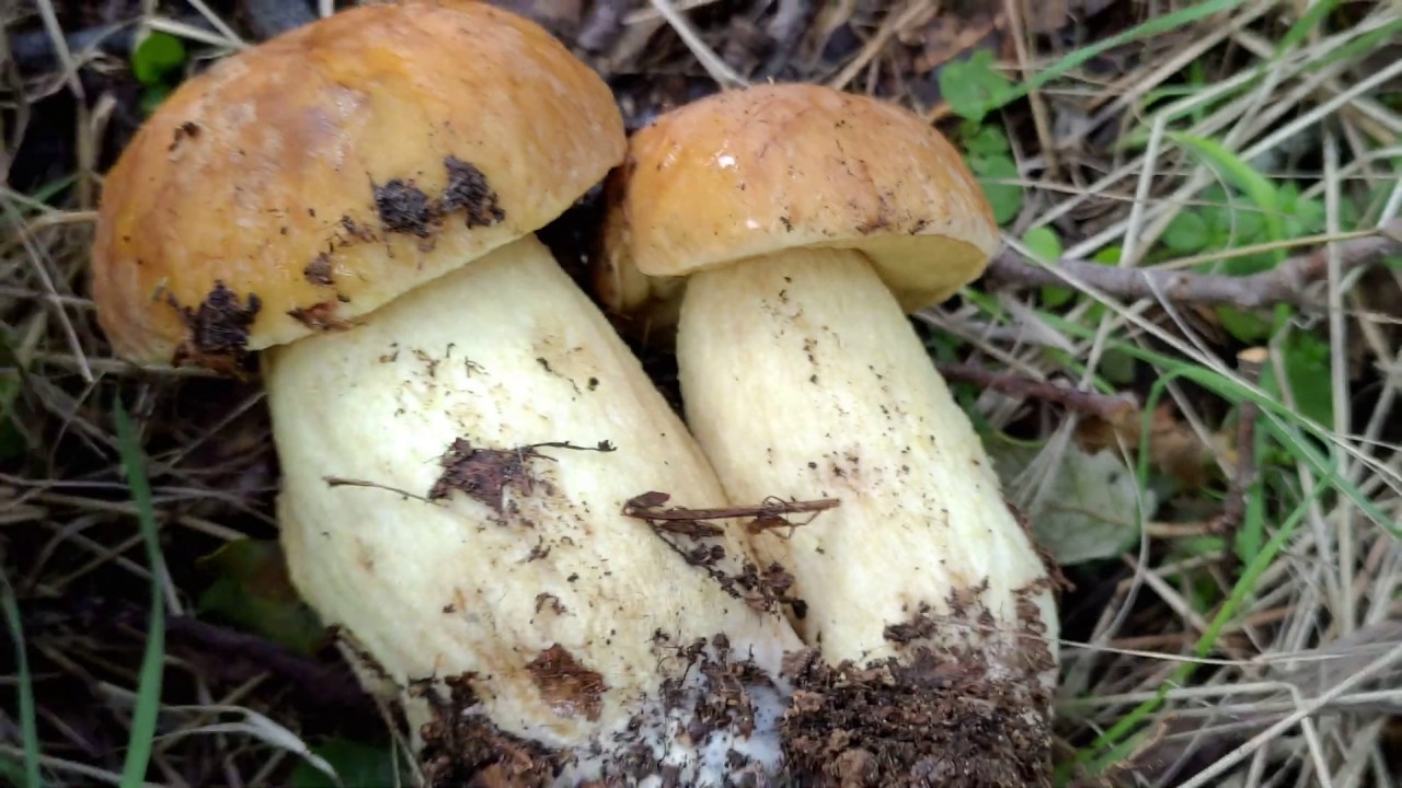 Boleto de encina. Leccinum lepidum. Faisán. Seta rica y poco consumida.