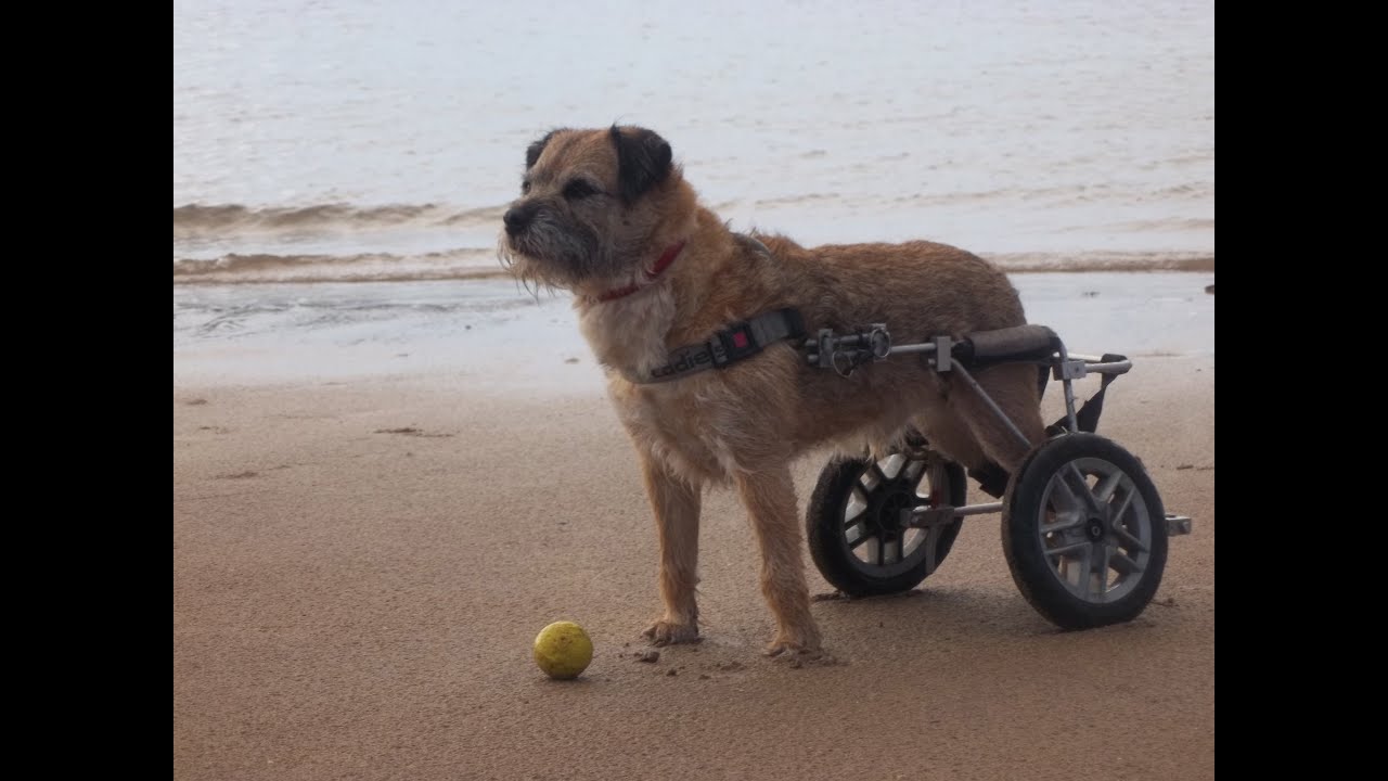 Border Terrier Benson - Wheels of Hope