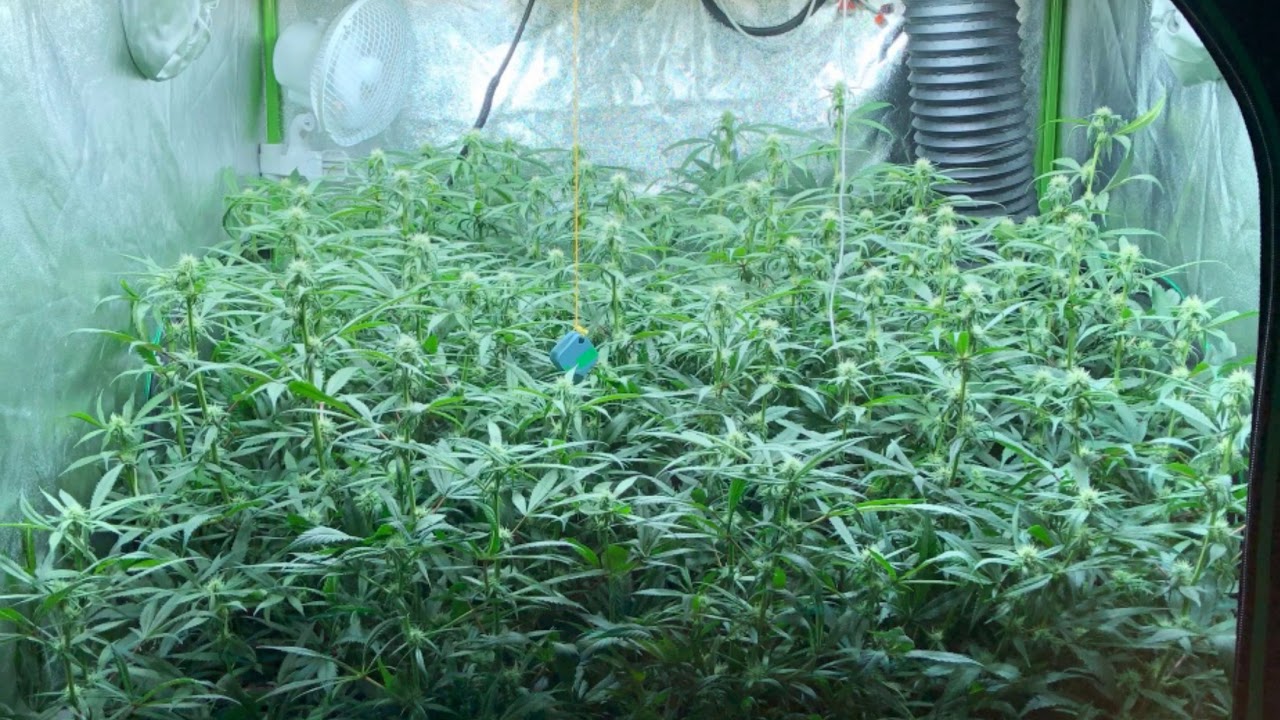 Day 21of Flower Leaf Strip!!