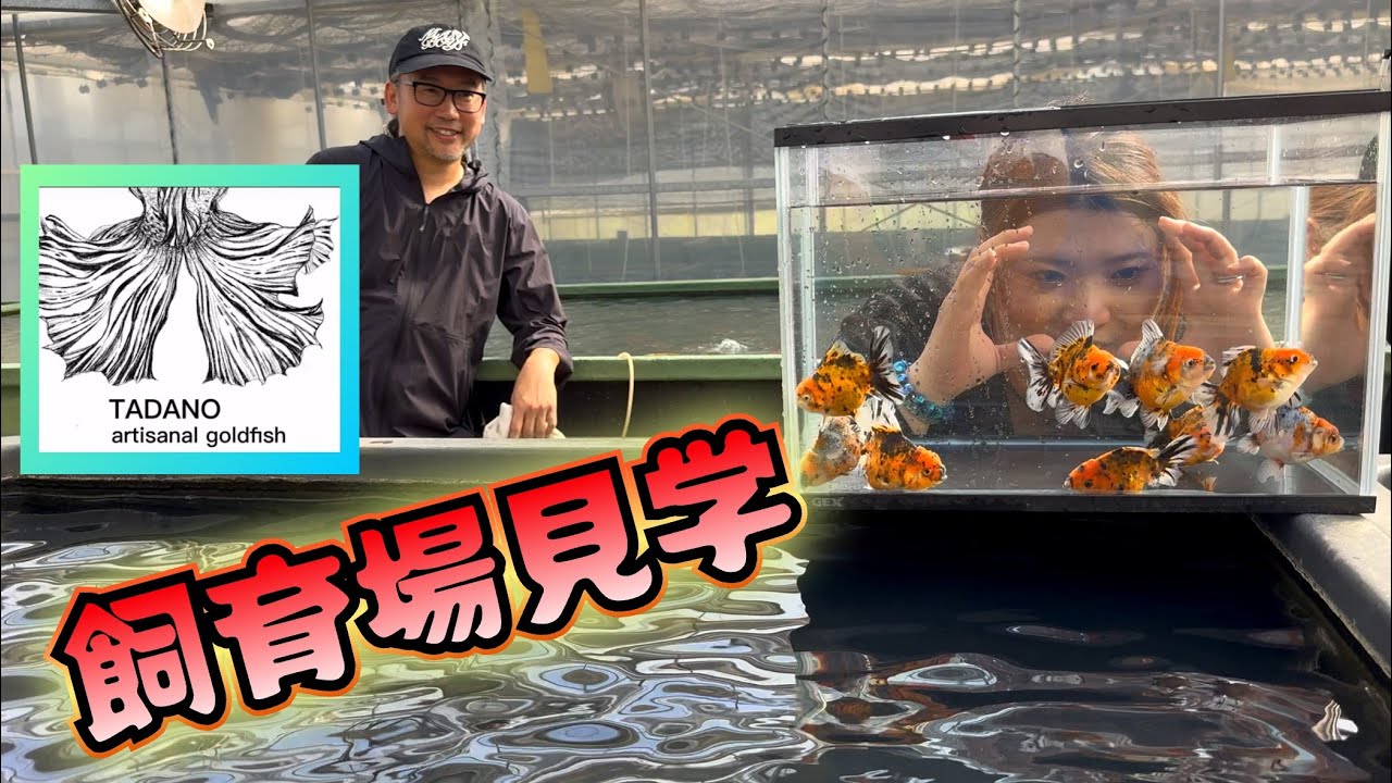 マブシェの前に販売予定の金魚見せてもらった！