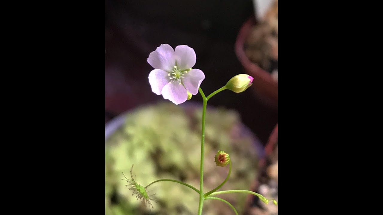 Drosera auriculata