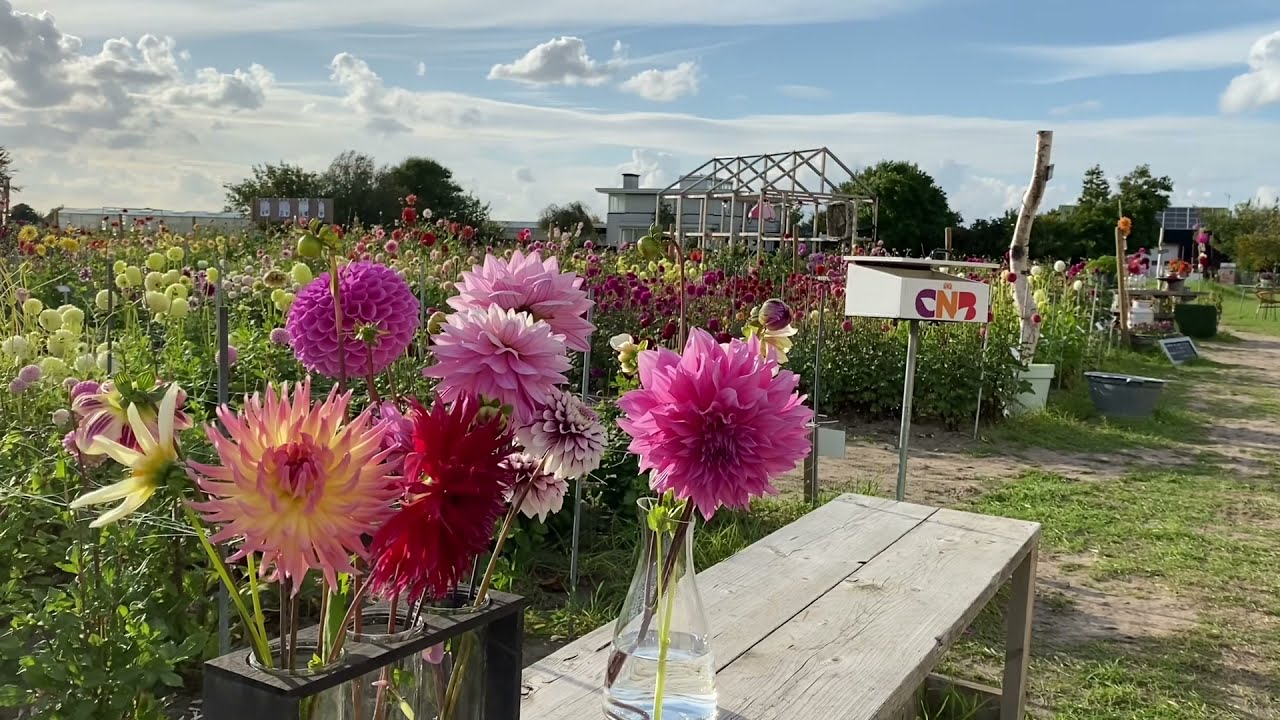 Dahlia showtuin De Tulperij (Voorhout)