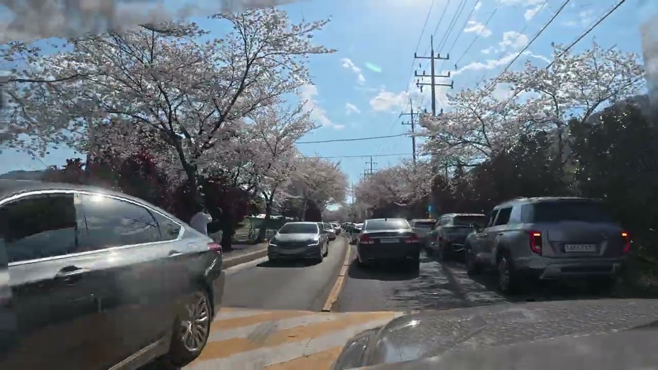 덕동  벚꽃과 동백