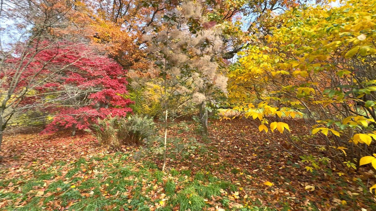 Thorp Perrow Arboretum 2, North Yorkshire, 30/10/25