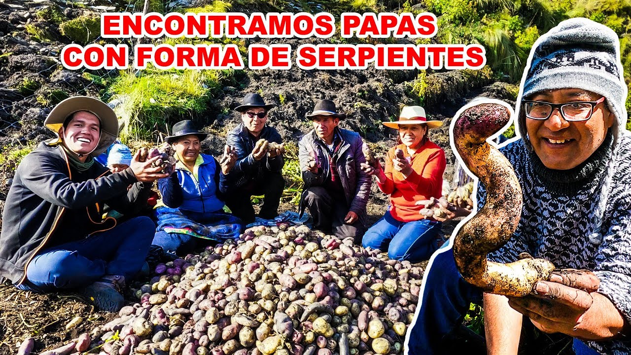 Cosechamos MÁS DE 30 VARIEDADES DE PAPAS y conocí PLANTAS MEDICINALES de CONCHUCOS