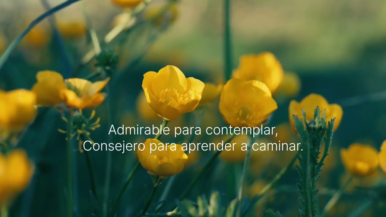 Admirable y Consejero/Balada 