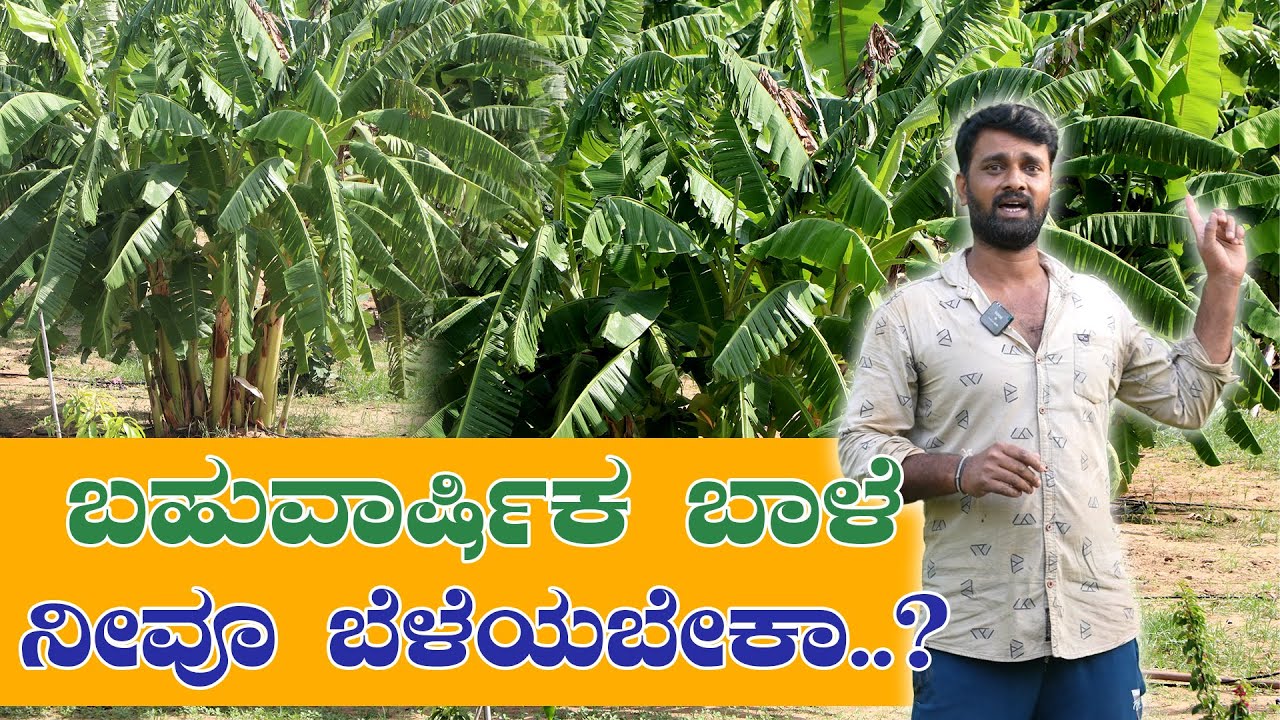 ಒಮ್ಮೆ ಬಾಳೆ ಬೆಳೆದರೆ ಬಹುವರ್ಷದ ವರೆಗೆ ಇಳುವರಿ ಸಿಗುತ್ತೆ..! #bananahighyield