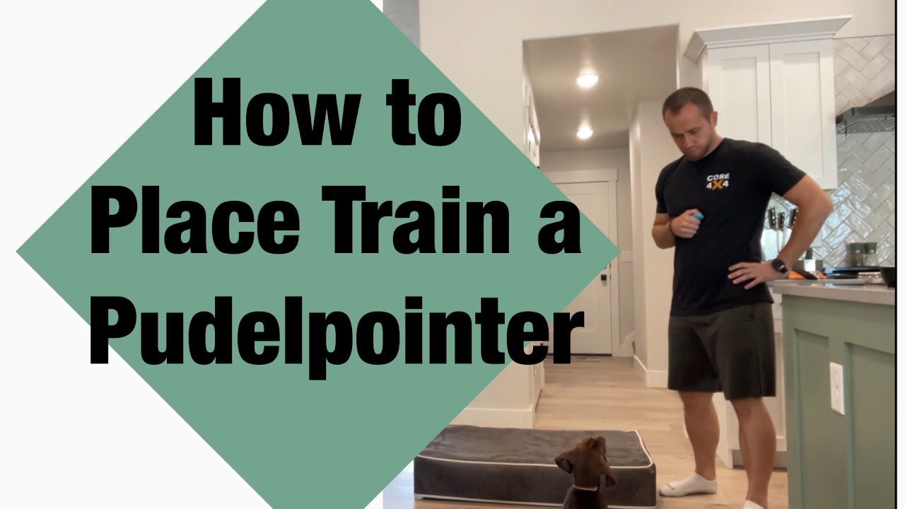 Step 3 - Place Training - Pudelpointer - NAVHDA Journey