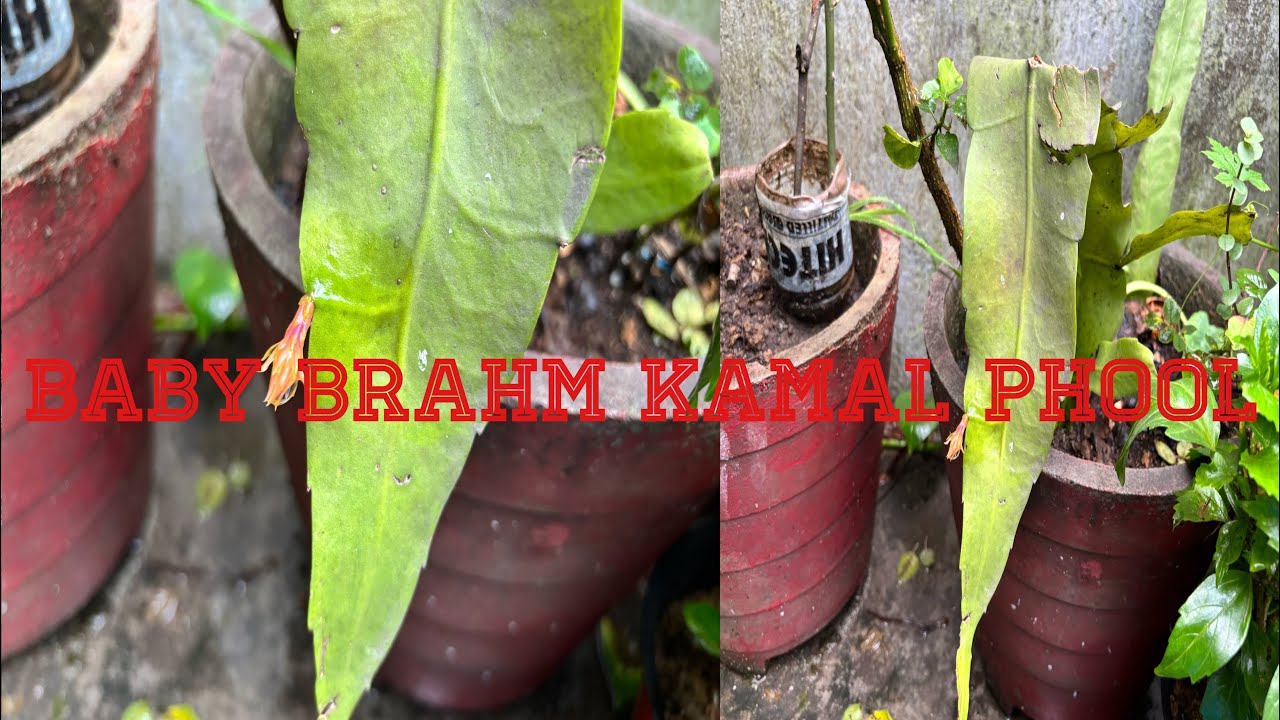 Brahm Kamal Ka Baby Phool/ Brahma Kamal Plant / Brahm Kamal Flower 30 June 2025#Munda Pradeep