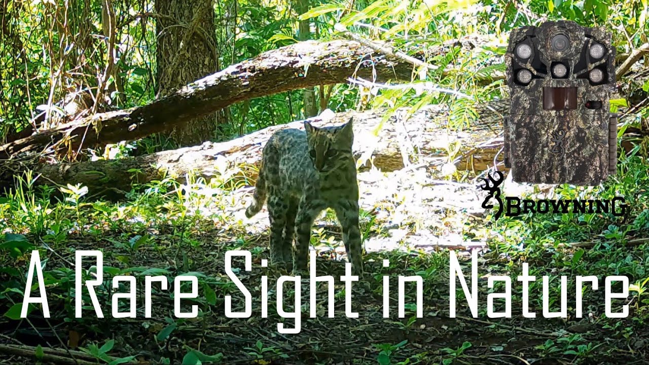 Very Few People Have Ever Seen This | Southern Tigrina in the Wild