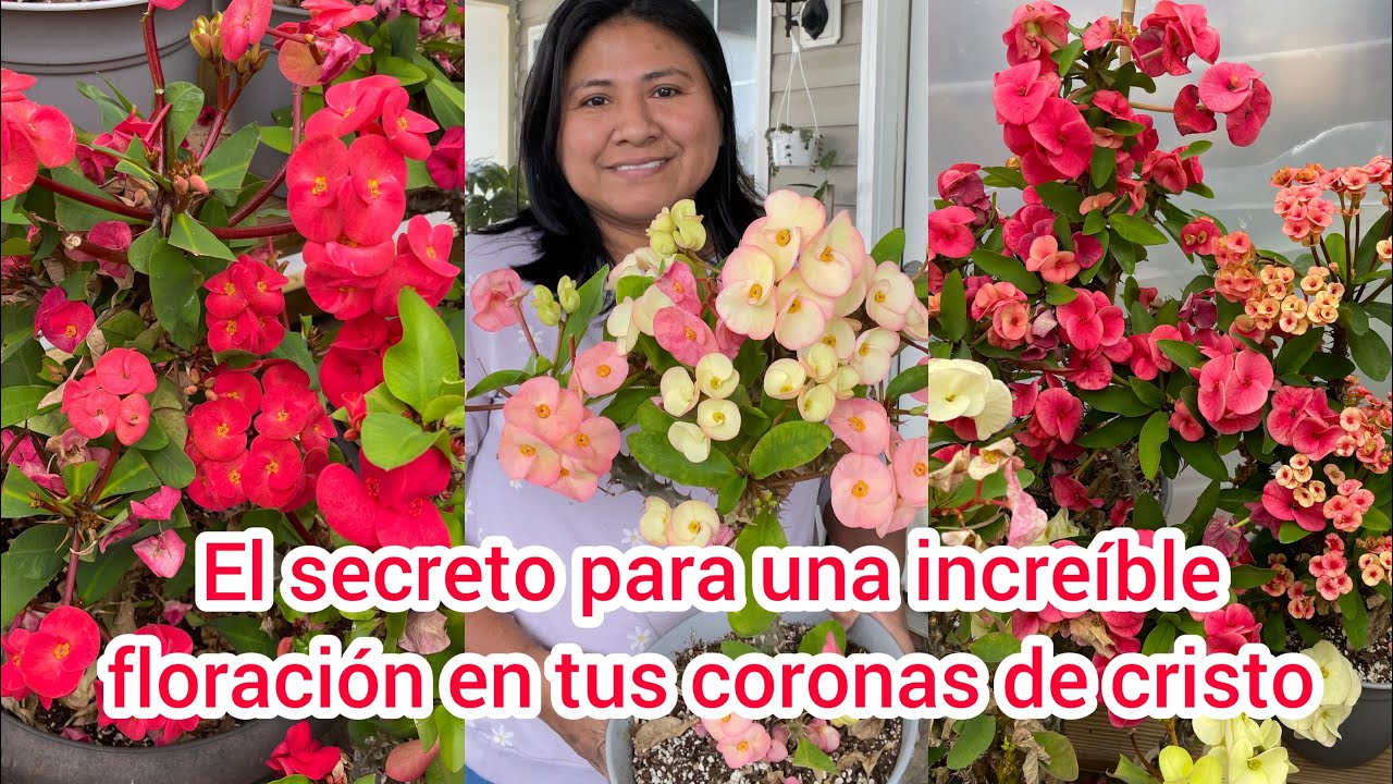 El secreto para una increíble floración en Coronas de Cristo/ Coronas de espinas