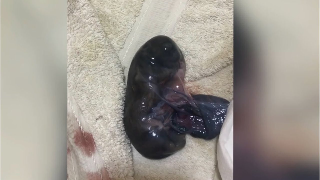 How to revive newborn puppy#pug#doglover#newborn#revive#sleepless#breederlife#fyp#shorts#foryourpage