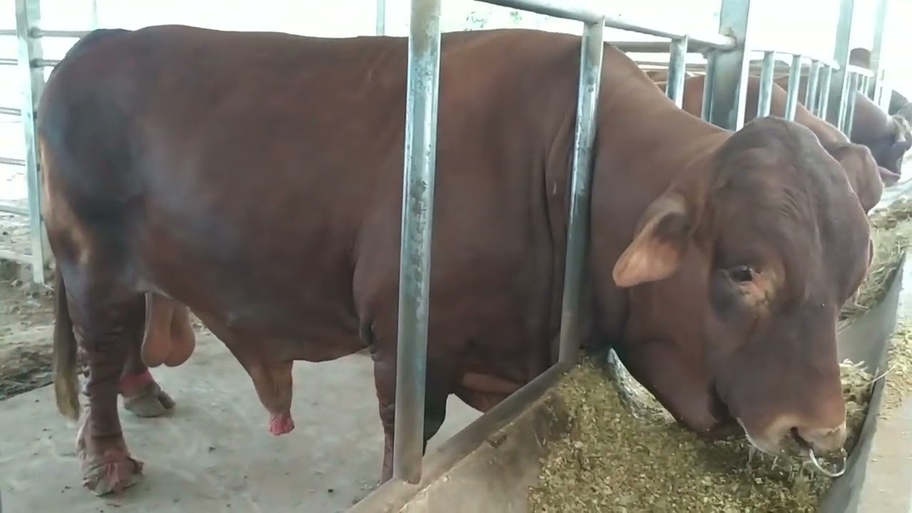 คริปนี้รวมวัวพ่อพันธุ์บีฟมาสเตอร์ที่TJ9ฟาร์ม นำโดยจ้าวหมูตุ๋น