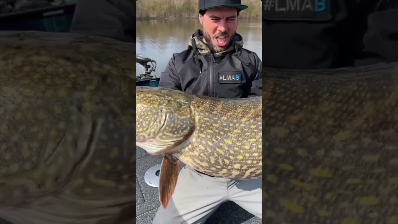 #lmab #drunkdancer #drunkbait #k&oslash;fi #pikefishing #snoekvissen #roofvissen #raubfisch #hechtangeln