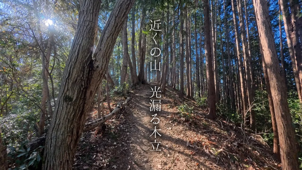 近くの山｜光漏る木立