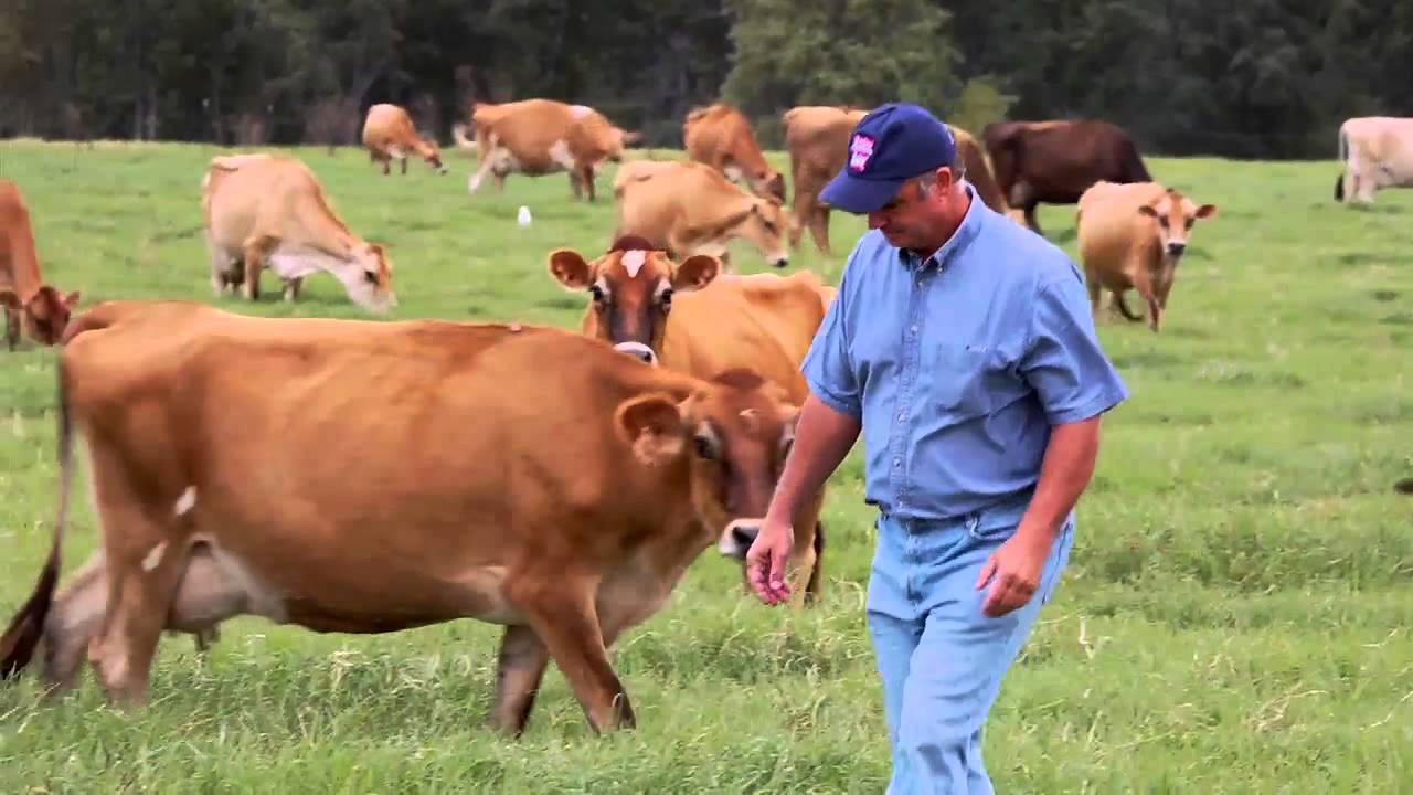Grass Fed Dairy Cows