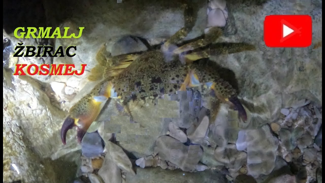 Rak Grmalj-Žbirac-Kako ga uloviti? vol.2 GoPro Hero 9