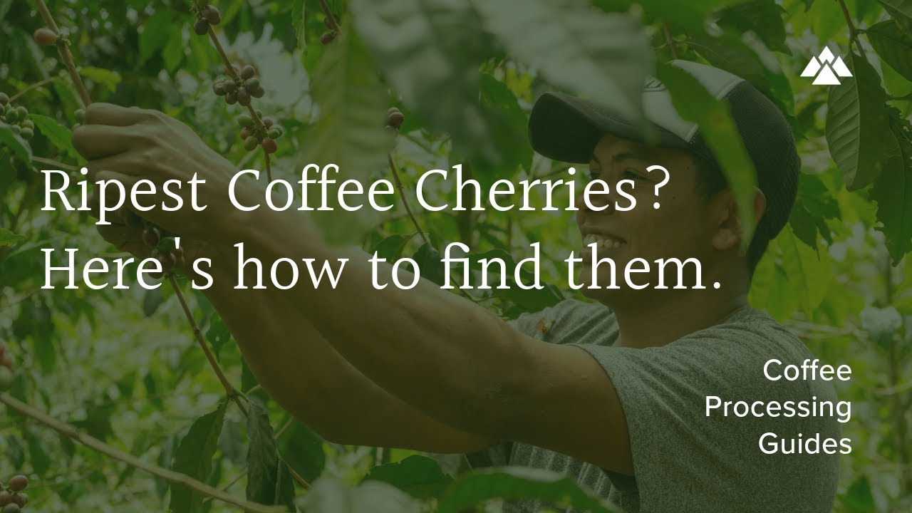 Ripest Coffee Cherries? Here's how to find them.