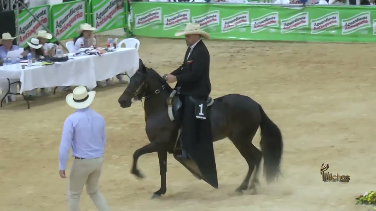 DULCE FANTASIA DE FLORENCIA, GRAN CAMPEONA RESERVADA PASO FINO COLOMBIANO EXPO ARJONA GRADO B 2026