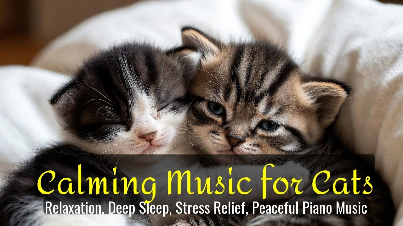 LIVE Adorable Sleeping Cat for Relaxation 🌙 | Season 24