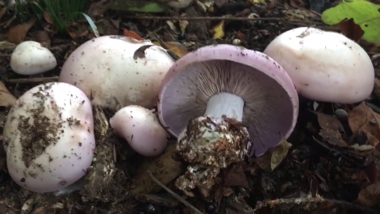 Rouge Blewit Mushroom [ Lepista nuda ]