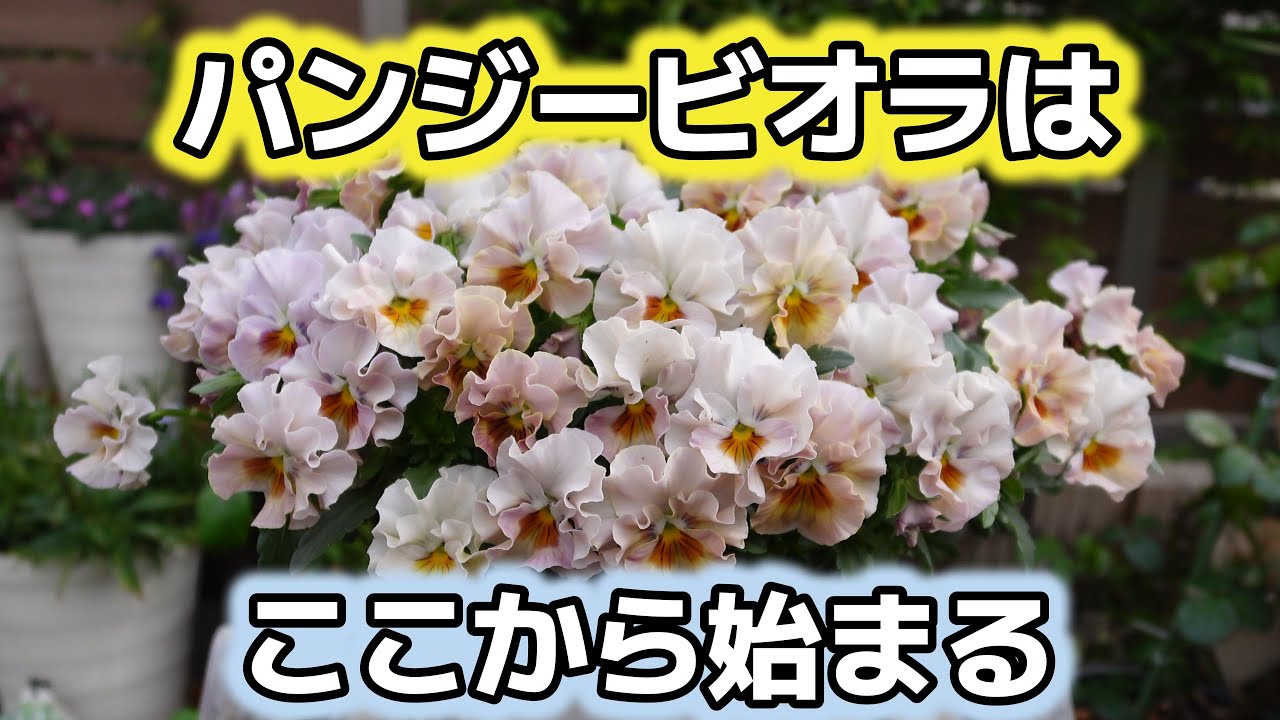 【フィオリーナ・ミルフル】今シーズンのパンジー・ビオラスタートしました！始まりはいつもこのビオラから始まります！