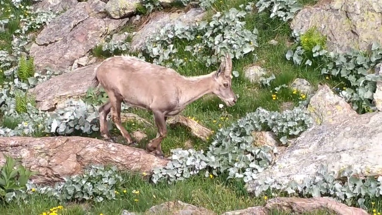 Trekking nell' Alta via dei Re, Alpi Marittime, CN, Italia, dal 10/7/2023 al 14/7/2023.