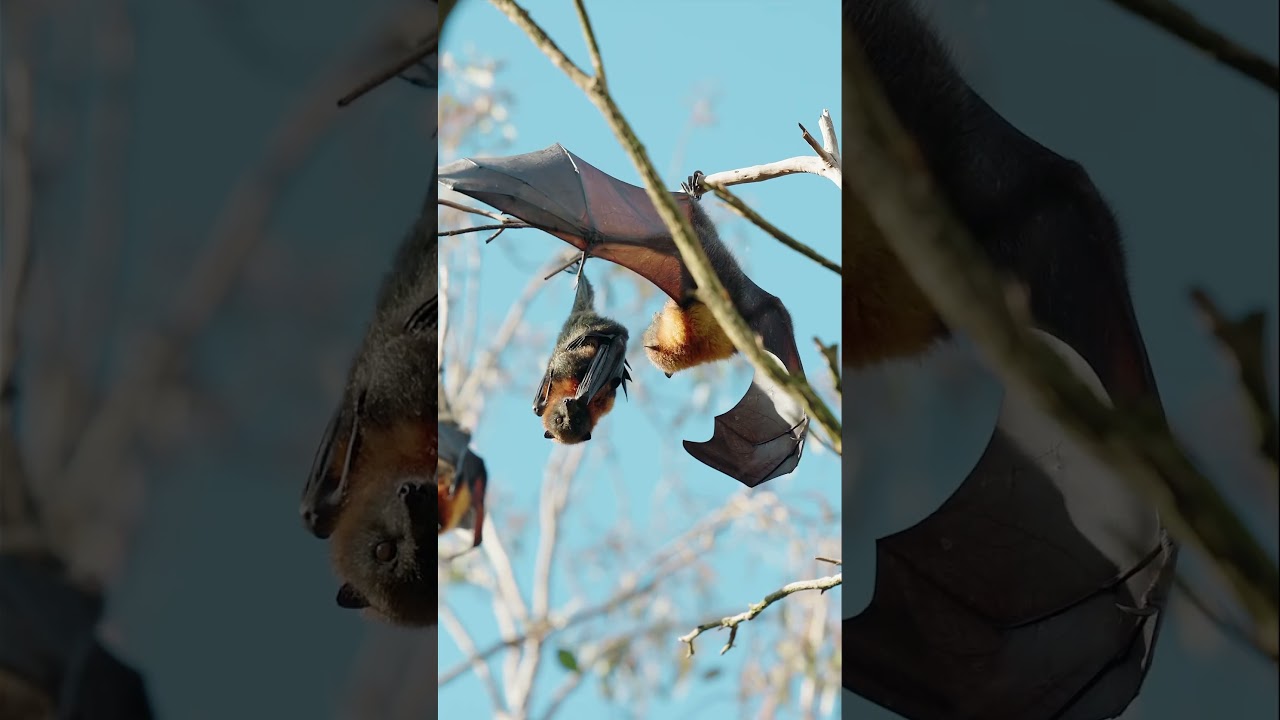 Grey-headed Flying Foxes are amazing #animals