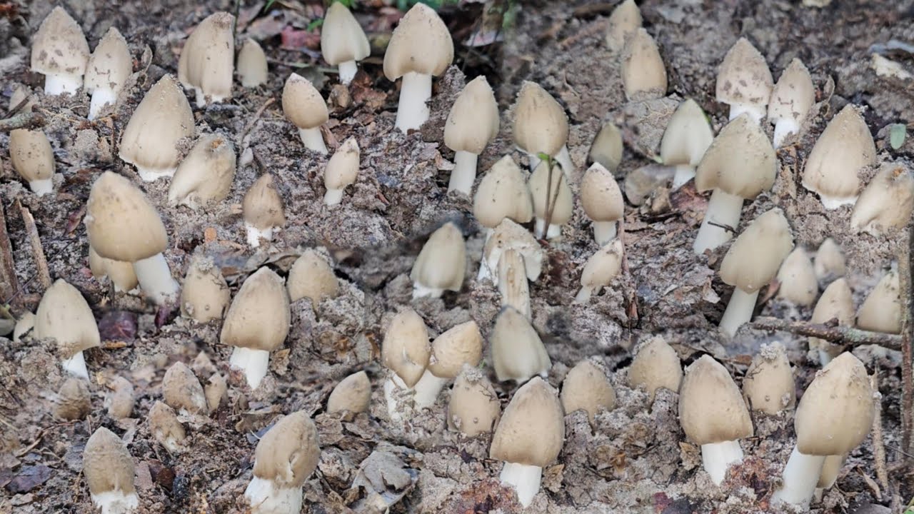 อลังการโพดเห็ดปลวกโพนกำลังโผล่ดิน มีแต่ดอกจูมๆกำลังสวยๆ หมานสุดๆ 22/8/2568