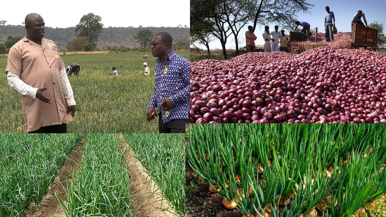 MEET ELDER BAAH, THE LARGEST ONION FARMER IN GHANA