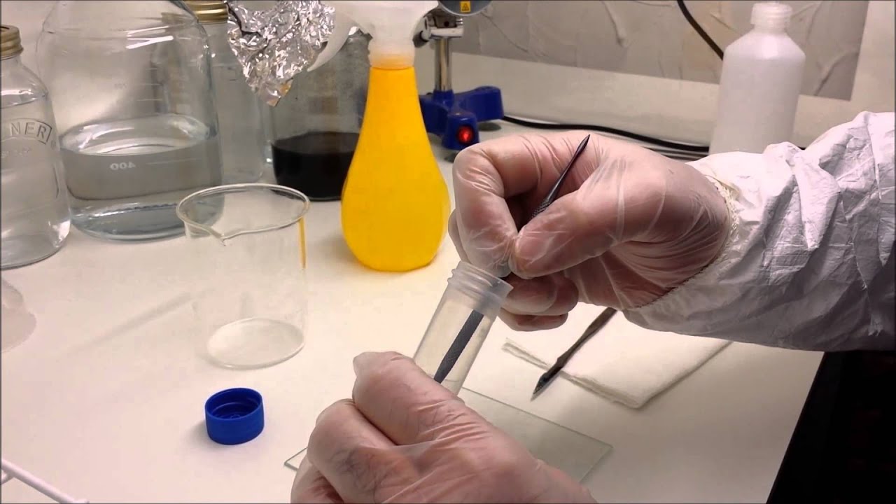 Sowing Pleione orchid seeds from green seed pods on to agar media