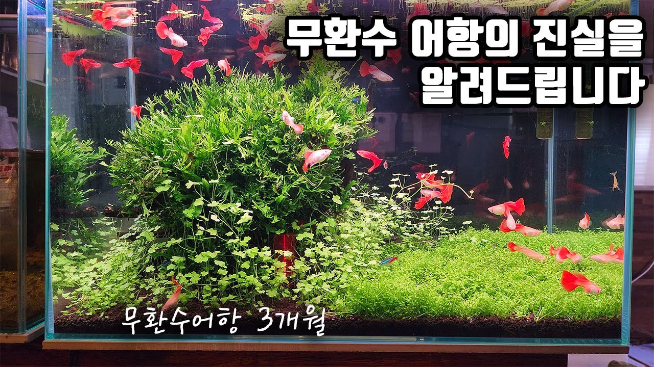 오랜시간 논란이 되었던 무환수 어항에 대해 솔직하게 말씀드립니다.