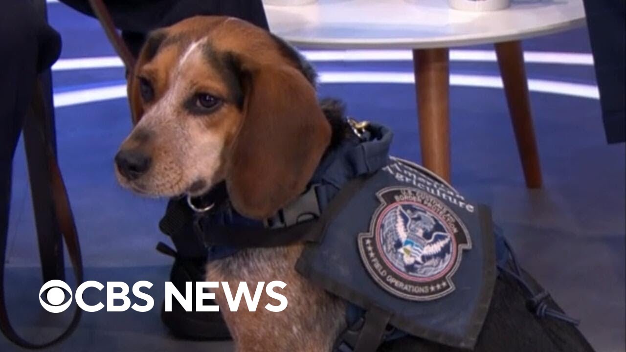 CBP beagle Freddie returning to work after assault