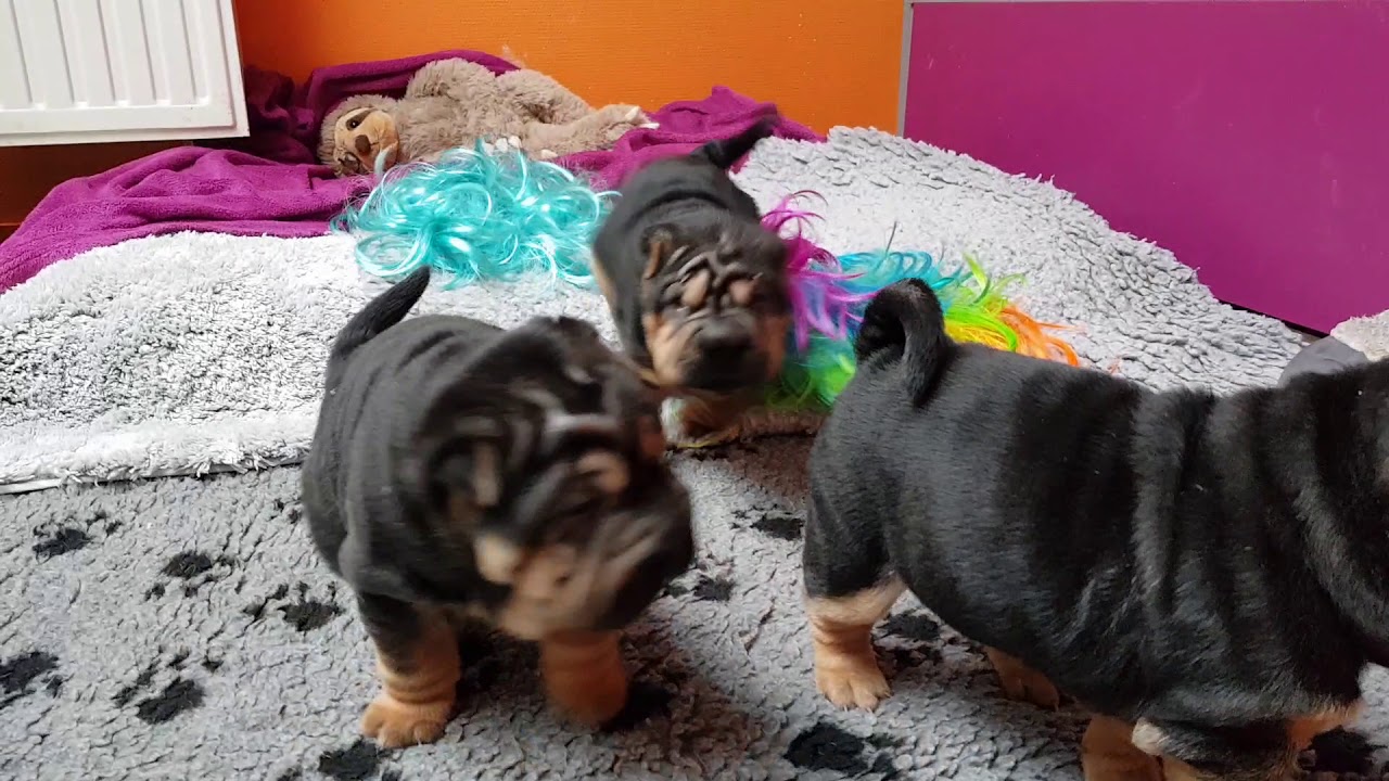 we are awake! black and tan sharpei puppies
