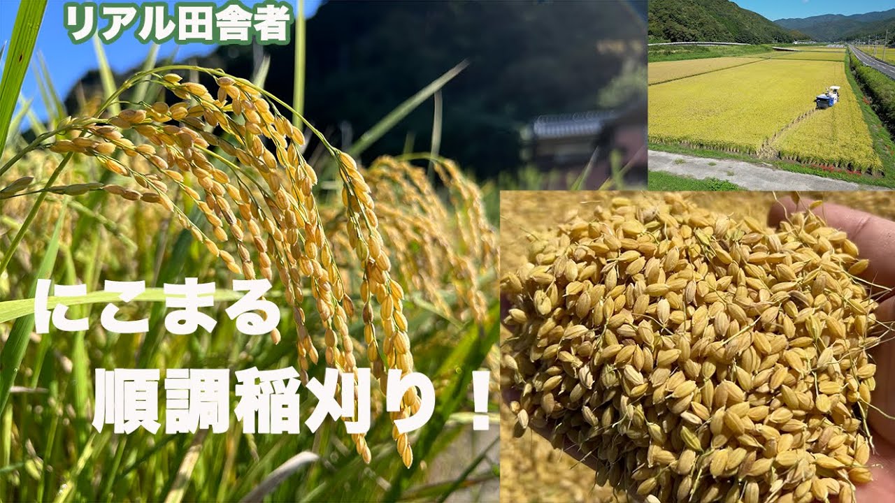 にこまるも稲刈り！