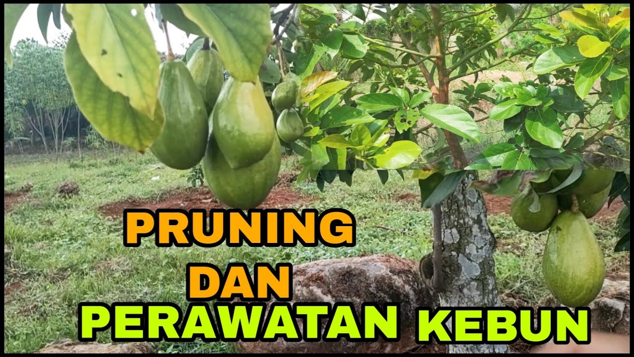 Tips perawatan kebun alpukat | tumbuh subur cepat berbuah
