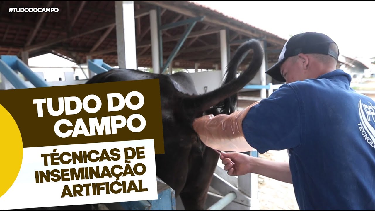 Inseminação Artificial em Bovinos