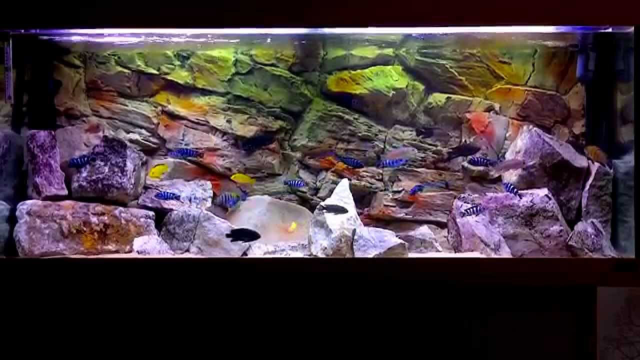 Relaxing African Cichlid Aquarium  [HD]
