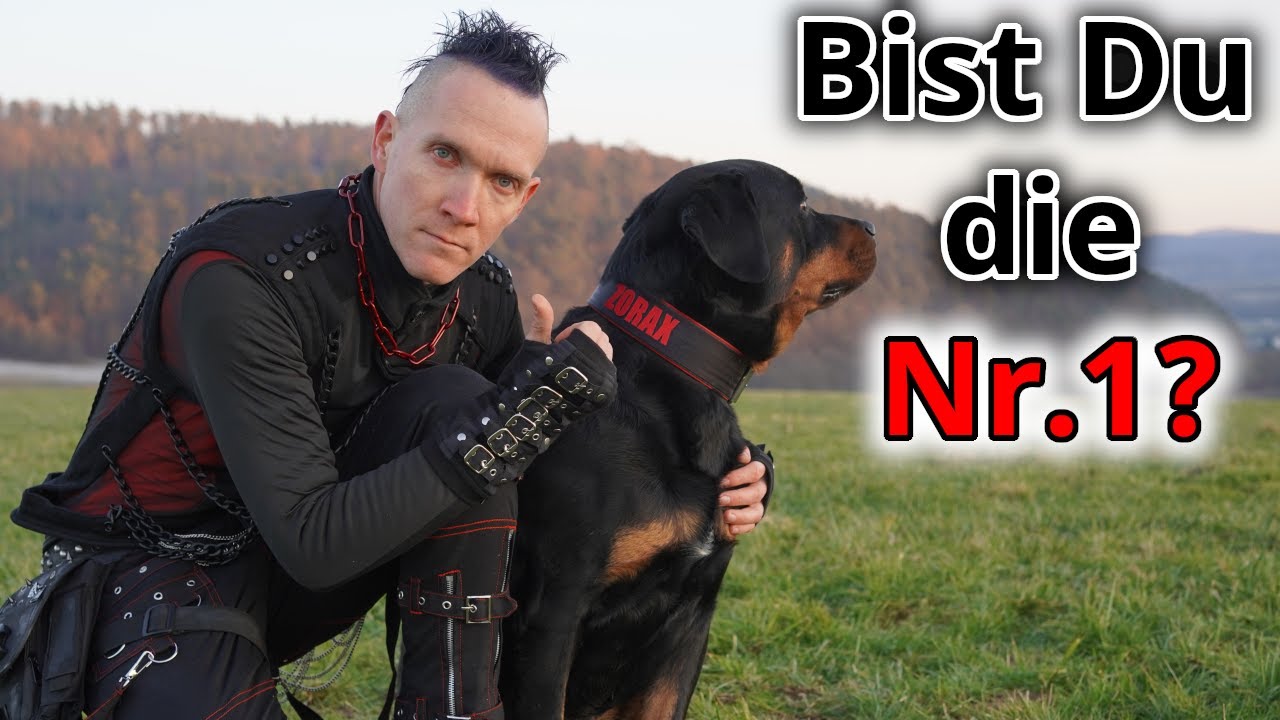 So wirst du zur Nr.1 bei Deinem Hund!