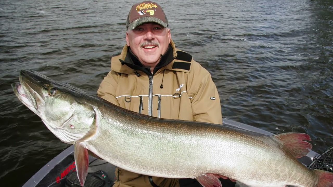 GT Live Bait Quick Strike Rig by Stealth Tackle