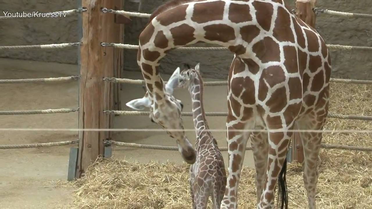 Zoo Duisburg Giraffenbaby