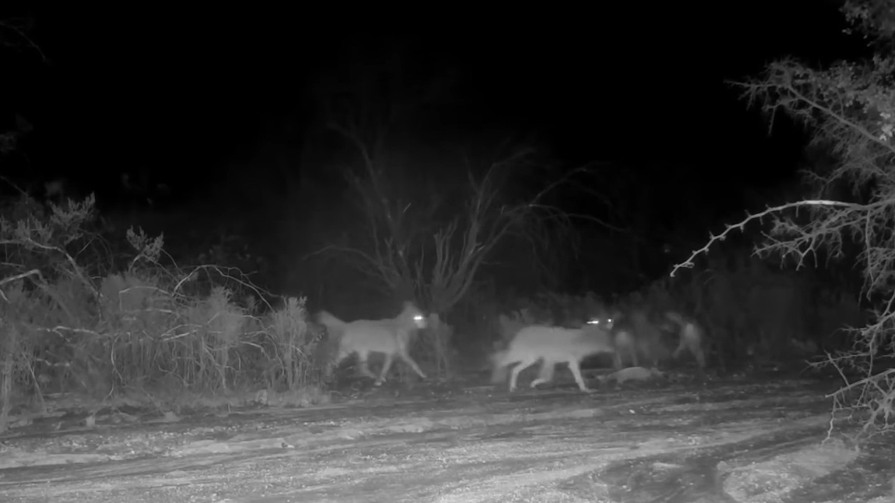 4 Verstörende Videos von Campern