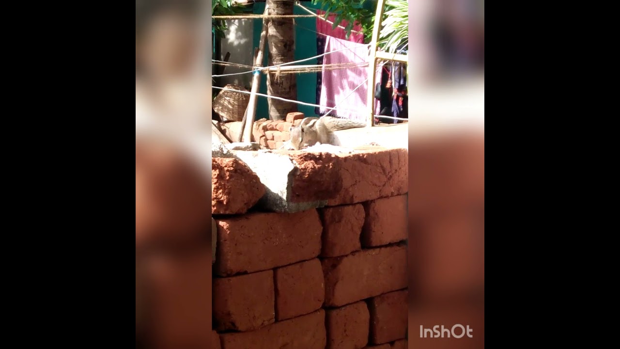 Squirrel eating rice #short