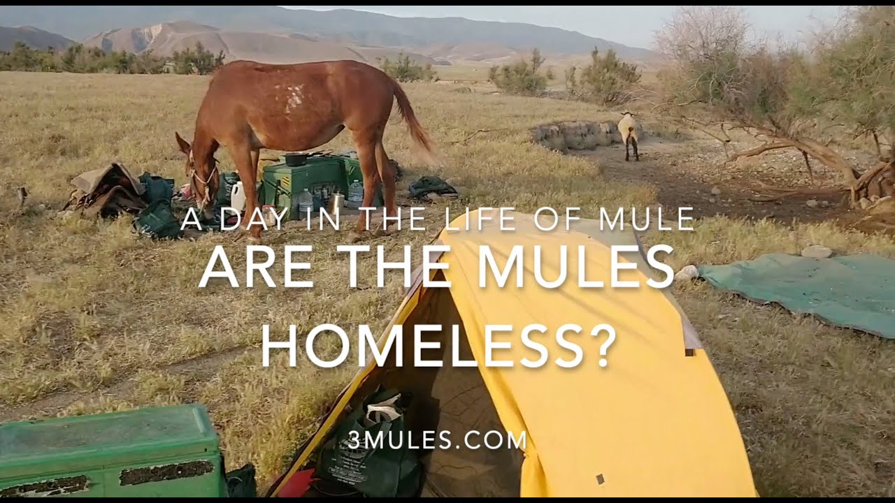 Are the 3 Mules Homeless?