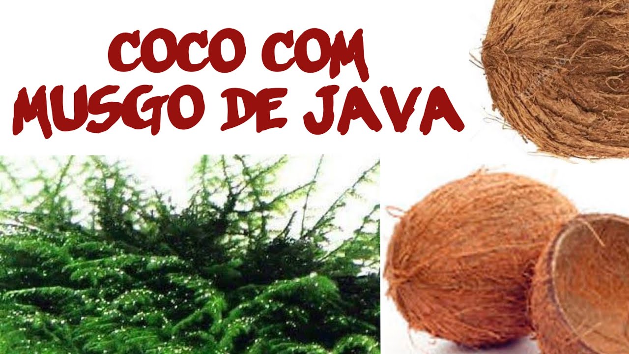 CASCA DE COCO COM MUSGO DE JAVA