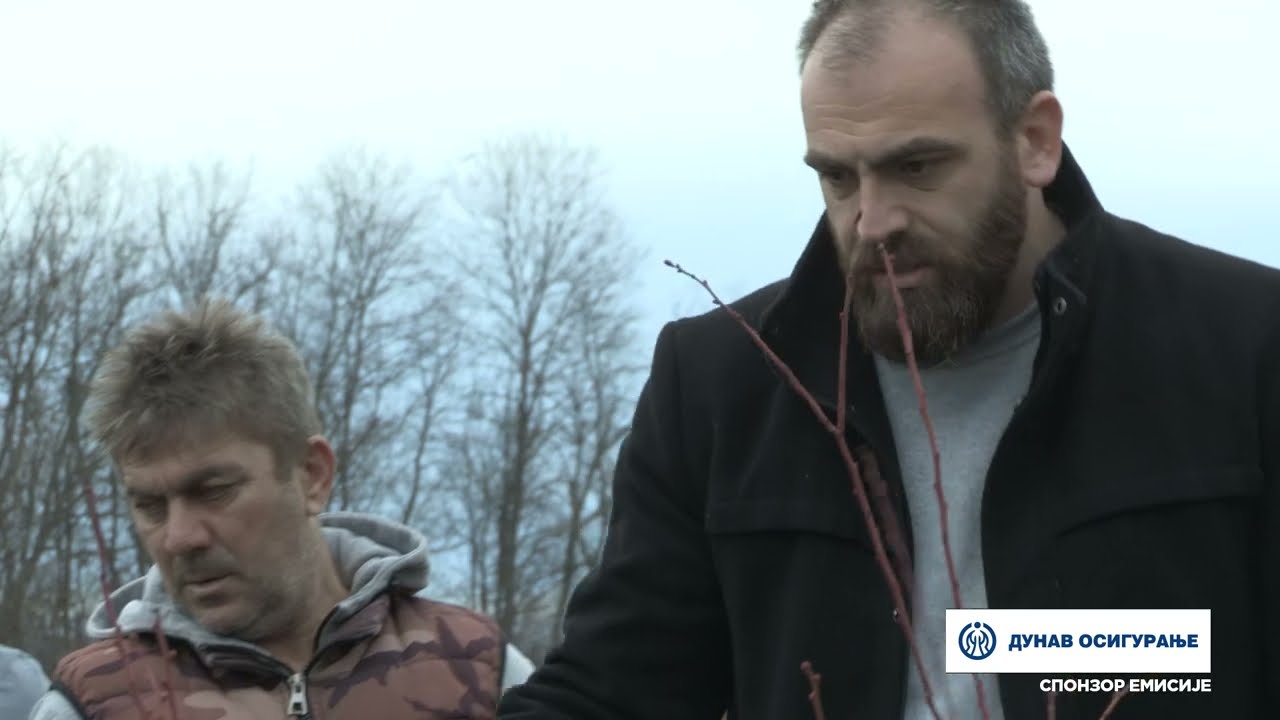 Imamo rešenje ep. 246 04.03.2024. Rezidba borovnice