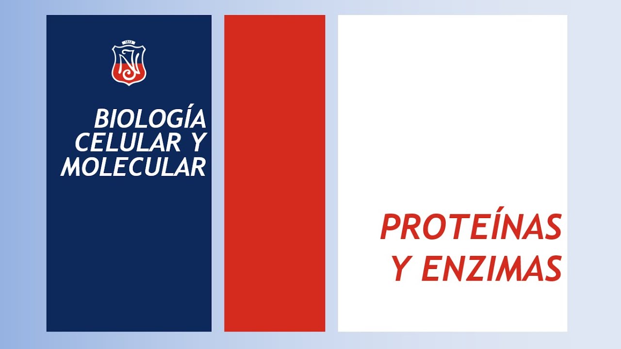 Prote&iacute;nas y Enzimas