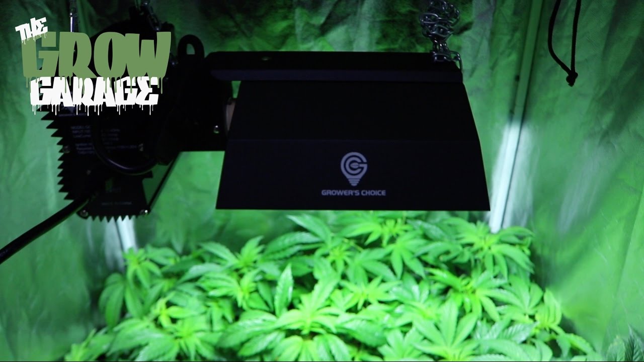 Oatmeal Raisin & Tahoe OG Grower's Choice 315 LEC Living Organic Soil Cannabis Grow