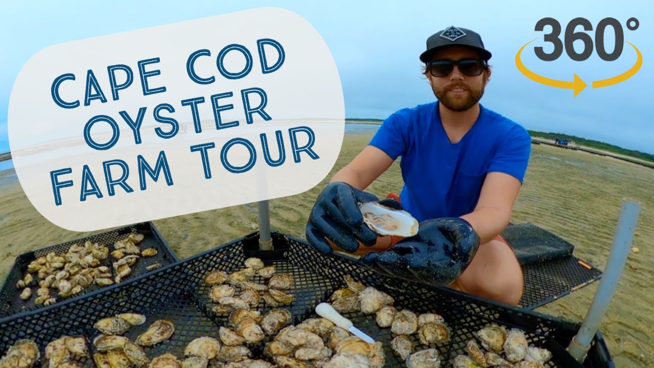 Cape Cod Oyster Farm Tour In 360&deg;